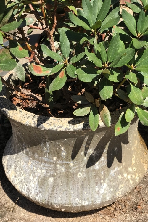 Atlantis Garden Pots Sydney Shop Online Today