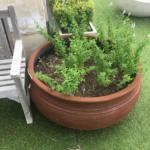 Rusty cauldron pot planter with plants