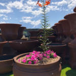 Rusty cauldron pot planter with plants
