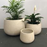 Short Bung Ivory plants indide